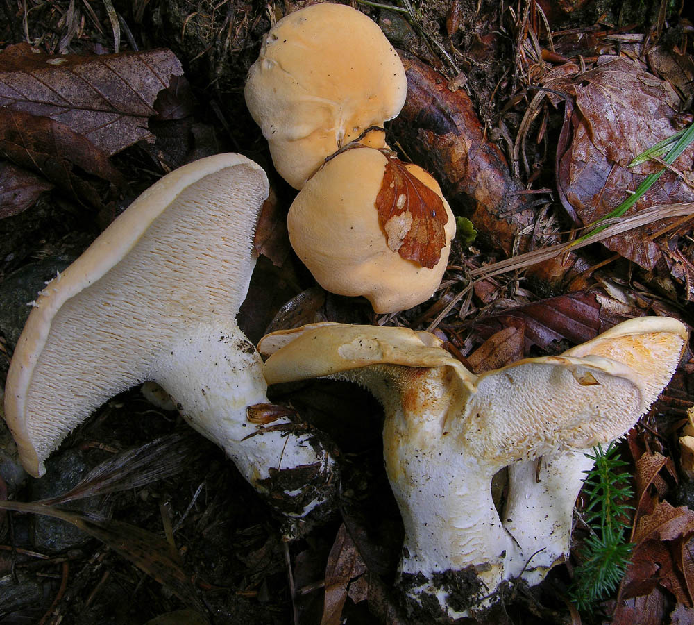 Qualche fungo � arrivato.